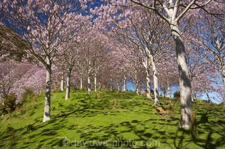 bloom;blooming;blooms;forest;forests;fresh;Golden-Bay;grow;growth;Lamiales;lilac;Magnoliophyta;Magnoliopsida;mauve;N.Z.;Nelson-Region;New-Zealand;NZ;Paulownia;Paulownia-Plantation;Paulownia-Tree;Paulownia-Trees;Paulowniaceae;Paulownias;plantation;plantations;purple;renew;S.I.;season;seasonal;seasons;SI;South-Is.;South-Island;spring;Spring-Flower;springtime;Takaka;tree;trees;violet
