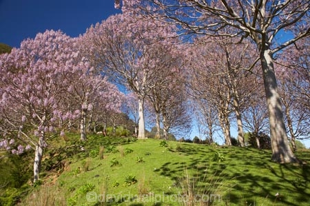 bloom;blooming;blooms;forest;forests;fresh;Golden-Bay;grow;growth;Lamiales;lilac;Magnoliophyta;Magnoliopsida;mauve;N.Z.;Nelson-Region;New-Zealand;NZ;Paulownia;Paulownia-Plantation;Paulownia-Tree;Paulownia-Trees;Paulowniaceae;Paulownias;plantation;plantations;purple;renew;S.I.;season;seasonal;seasons;SI;South-Is.;South-Island;spring;Spring-Flower;springtime;Takaka;tree;trees;violet