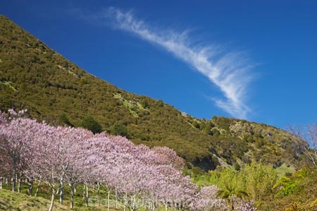 bloom;blooming;blooms;forest;forests;fresh;Golden-Bay;grow;growth;Lamiales;lilac;Magnoliophyta;Magnoliopsida;mauve;N.Z.;Nelson-Region;New-Zealand;NZ;Paulownia;Paulownia-Plantation;Paulownia-Tree;Paulownia-Trees;Paulowniaceae;Paulownias;plantation;plantations;purple;renew;S.I.;season;seasonal;seasons;SI;South-Is.;South-Island;spring;Spring-Flower;springtime;Takaka;tree;trees;violet