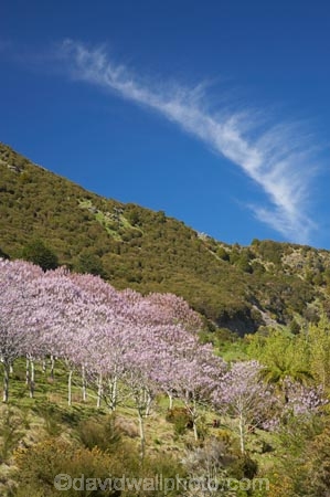 bloom;blooming;blooms;forest;forests;fresh;Golden-Bay;grow;growth;Lamiales;lilac;Magnoliophyta;Magnoliopsida;mauve;N.Z.;Nelson-Region;New-Zealand;NZ;Paulownia;Paulownia-Plantation;Paulownia-Tree;Paulownia-Trees;Paulowniaceae;Paulownias;plantation;plantations;purple;renew;S.I.;season;seasonal;seasons;SI;South-Is.;South-Island;spring;Spring-Flower;springtime;Takaka;tree;trees;violet