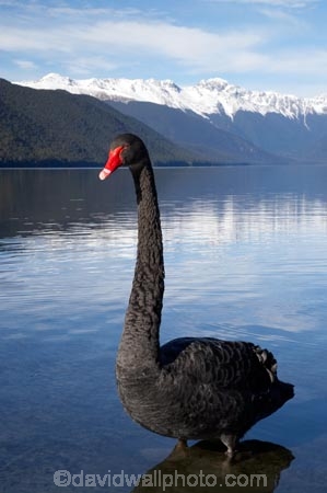 altitude;aquatic-bird;bird;birds;black-swan;Black-Swans;bush-line;bush-lines;bush_line;bush_lines;bushline;bushlines;calm;Cygnus-atratus;lake;Lake-Rotoroa;lakes;mount;mountain;mountain-peak;mountainous;mountains;mountainside;mt;mt.;N.Z.;national-park;national-parks;Nelson-District;Nelson-Lakes-N.P.;Nelson-Lakes-National-Park;Nelson-Lakes-NP;Nelson-Region;New-Zealand;NZ;outdoors;peak;peaks;placid;quiet;range;ranges;reflection;reflections;S.I.;Saint-Arnaud;serene;SI;smooth;snow;snow-capped;snow-line;snow-lines;snow_capped;snow_line;snow_lines;snowcapped;snowline;snowlines;snowy;South-Is;South-Island;St-Arnaud;St.-Arnaud;still;summit;summits;swan;swans;Tasman-District;Tasman-Region;tranquil;Travers-Range;tree-line;tree-lines;tree_line;tree_lines;treeline;treelines;water;waterfowl
