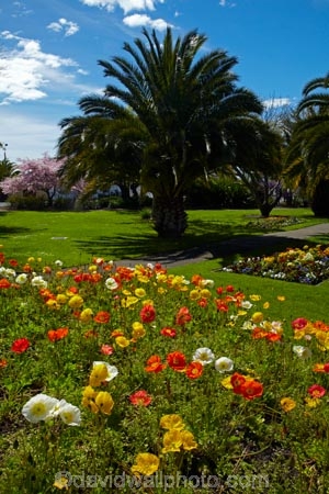 ANZAC-Park;ANZAC-Pk;Anzac-Sq;Anzac-Sq.;Anzac-Square;bloom;blooming;blooms;fresh;grow;growth;N.Z.;Nelson;Nelson-City;Nelson-District;Nelson-Region;New-Zealand;NZ;palm-tree;palm-trees;park;parks;poppies;poppy;renew;S.I.;season;seasonal;seasons;SI;South-Is;South-Is.;South-Island;spring;Spring-Flowers;springtime;Sth-Is