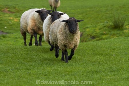 agricultural;agriculture;animal;animals;country;countryside;domestic-stock;drove;droving;ewes;farm;farm-animals;farming;farmland;farms;field;fields;flock;flocks;herbivore;herbivores;herbivorous;herd;herds;livestock;mammal;mammals;meadow;meadows;Nelson;Nelson-District;Nelson-Region;New-Zealand;NZ;outdoor;outdoors;outside;paddock;paddocks;pasture;pastures;rural;S.I.;sheep;South-Is;South-Island;Sth-Is;stock;Tasman-District;Wakefield;white