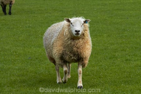 agricultural;agriculture;animal;animals;country;countryside;domestic-stock;drove;droving;ewes;farm;farm-animals;farming;farmland;farms;field;fields;flock;flocks;herbivore;herbivores;herbivorous;herd;herds;livestock;mammal;mammals;meadow;meadows;Nelson;Nelson-District;Nelson-Region;New-Zealand;NZ;outdoor;outdoors;outside;paddock;paddocks;pasture;pastures;rural;S.I.;sheep;South-Is;South-Island;Sth-Is;stock;Tasman-District;Wakefield;white