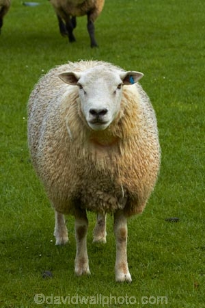 agricultural;agriculture;animal;animals;country;countryside;domestic-stock;drove;droving;ewes;farm;farm-animals;farming;farmland;farms;field;fields;flock;flocks;herbivore;herbivores;herbivorous;herd;herds;livestock;mammal;mammals;meadow;meadows;Nelson;Nelson-District;Nelson-Region;New-Zealand;NZ;outdoor;outdoors;outside;paddock;paddocks;pasture;pastures;rural;S.I.;sheep;South-Is;South-Island;Sth-Is;stock;Tasman-District;Wakefield;white
