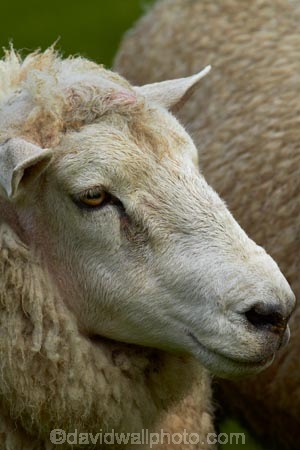 agricultural;agriculture;animal;animals;country;countryside;domestic-stock;drove;droving;ewes;farm;farm-animals;farming;farmland;farms;field;fields;flock;flocks;herbivore;herbivores;herbivorous;herd;herds;livestock;mammal;mammals;meadow;meadows;Nelson;Nelson-District;Nelson-Region;New-Zealand;NZ;outdoor;outdoors;outside;paddock;paddocks;pasture;pastures;rural;S.I.;sheep;South-Is;South-Island;Sth-Is;stock;Tasman-District;Wakefield;white