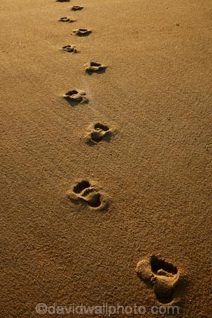 Abel-Tasman;Abel-Tasman-N.P.;Abel-Tasman-National-Park;Abel-Tasman-NP;beach;beaches;coast;coastal;coasts;dawn;early-morning;foot-print;foot-prints;footprint;footprints;golden-sand;hot;Mosquito-Bay;N.Z.;national-park;national-parks;Nelson-Region;New-Zealand;NZ;S.I.;sand;sandy;South-Is;South-Island;Sth-Is;summer;sun;sunny;Tasman-Bay;Tasman-District;track;tracks