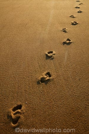 Abel-Tasman;Abel-Tasman-N.P.;Abel-Tasman-National-Park;Abel-Tasman-NP;beach;beaches;coast;coastal;coasts;dawn;early-morning;foot-print;foot-prints;footprint;footprints;golden-sand;hot;Mosquito-Bay;N.Z.;national-park;national-parks;Nelson-Region;New-Zealand;NZ;S.I.;sand;sandy;South-Is;South-Island;Sth-Is;summer;sun;sunny;Tasman-Bay;Tasman-District;track;tracks