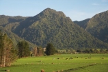 agricultural;agriculture;Aorere-Valley;Burnett-Range;country;countryside;cow;cows;farm;farming;Farmland;farms;field;fields;Golden-Bay;horticulture;Kahurangi-National-park;meadow;meadows;N.Z.;Nelson-Region;New-Zealand;NZ;paddock;paddocks;pasture;pastures;rural;S.I.;SI;South-Is.;South-Island;Wakamarama-Range