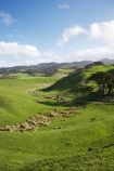 agricultural;agriculture;Cape-Farewell;country;countryside;farm;farming;farmland;farms;field;fields;hill;hills;hilly;meadow;meadows;N.Z.;Nelson-Region;New-Zealand;NZ;paddock;paddocks;pasture;pastures;rural;S.I.;SI;South-Is.;South-Island
