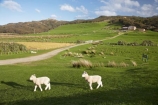 agricultural;agriculture;Cape-Farewell;country;countryside;farm;farming;farmland;farms;field;fields;fresh;grow;growth;lamb;lambs;livestock;meadow;meadows;N.Z.;Nelson-Region;New-Zealand;NZ;paddock;paddocks;pair;pairs;pasture;pastures;renew;rural;S.I.;season;seasonal;seasons;sheep;SI;South-Is.;South-Island;spring;springtime;stock;twin;twins;two;wool;woolly;wooly