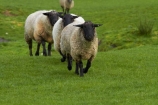 agricultural;agriculture;animal;animals;country;countryside;domestic-stock;drove;droving;ewes;farm;farm-animals;farming;farmland;farms;field;fields;flock;flocks;herbivore;herbivores;herbivorous;herd;herds;livestock;mammal;mammals;meadow;meadows;Nelson;Nelson-District;Nelson-Region;New-Zealand;NZ;outdoor;outdoors;outside;paddock;paddocks;pasture;pastures;rural;S.I.;sheep;South-Is;South-Island;Sth-Is;stock;Tasman-District;Wakefield;white