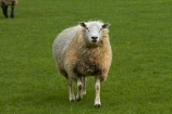 agricultural;agriculture;animal;animals;country;countryside;domestic-stock;drove;droving;ewes;farm;farm-animals;farming;farmland;farms;field;fields;flock;flocks;herbivore;herbivores;herbivorous;herd;herds;livestock;mammal;mammals;meadow;meadows;Nelson;Nelson-District;Nelson-Region;New-Zealand;NZ;outdoor;outdoors;outside;paddock;paddocks;pasture;pastures;rural;S.I.;sheep;South-Is;South-Island;Sth-Is;stock;Tasman-District;Wakefield;white