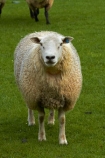 agricultural;agriculture;animal;animals;country;countryside;domestic-stock;drove;droving;ewes;farm;farm-animals;farming;farmland;farms;field;fields;flock;flocks;herbivore;herbivores;herbivorous;herd;herds;livestock;mammal;mammals;meadow;meadows;Nelson;Nelson-District;Nelson-Region;New-Zealand;NZ;outdoor;outdoors;outside;paddock;paddocks;pasture;pastures;rural;S.I.;sheep;South-Is;South-Island;Sth-Is;stock;Tasman-District;Wakefield;white