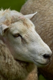 agricultural;agriculture;animal;animals;country;countryside;domestic-stock;drove;droving;ewes;farm;farm-animals;farming;farmland;farms;field;fields;flock;flocks;herbivore;herbivores;herbivorous;herd;herds;livestock;mammal;mammals;meadow;meadows;Nelson;Nelson-District;Nelson-Region;New-Zealand;NZ;outdoor;outdoors;outside;paddock;paddocks;pasture;pastures;rural;S.I.;sheep;South-Is;South-Island;Sth-Is;stock;Tasman-District;Wakefield;white