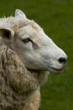 agricultural;agriculture;animal;animals;country;countryside;domestic-stock;drove;droving;ewes;farm;farm-animals;farming;farmland;farms;field;fields;flock;flocks;herbivore;herbivores;herbivorous;herd;herds;livestock;mammal;mammals;meadow;meadows;Nelson;Nelson-District;Nelson-Region;New-Zealand;NZ;outdoor;outdoors;outside;paddock;paddocks;pasture;pastures;rural;S.I.;sheep;South-Is;South-Island;Sth-Is;stock;Tasman-District;Wakefield;white