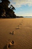 Abel-Tasman;Abel-Tasman-N.P.;Abel-Tasman-National-Park;Abel-Tasman-NP;beach;beaches;coast;coastal;coastline;coastlines;coasts;dawn;early-morning;foot-print;foot-prints;footprint;footprints;golden-sand;hot;Mosquito-Bay;N.Z.;national-park;national-parks;Nelson-Region;New-Zealand;NZ;ocean;oceans;S.I.;sand;sandy;sea;seas;shore;shoreline;shorelines;shores;South-Is;South-Island;Sth-Is;summer;sun;sunny;Tasman-Bay;Tasman-District;track;tracks;water