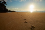 Abel-Tasman;Abel-Tasman-N.P.;Abel-Tasman-National-Park;Abel-Tasman-NP;beach;beaches;break-of-day;coast;coastal;coastline;coastlines;coasts;dawn;dawning;daybreak;early-morning;first-light;foot-print;foot-prints;footprint;footprints;golden-sand;hot;morning;Mosquito-Bay;N.Z.;national-park;national-parks;Nelson-Region;New-Zealand;NZ;ocean;oceans;S.I.;sand;sandy;sea;seas;shore;shoreline;shorelines;shores;South-Is;South-Island;Sth-Is;summer;sun;sunny;sunrise;sunrises;sunup;Tasman-Bay;Tasman-District;track;tracks;twilight;water