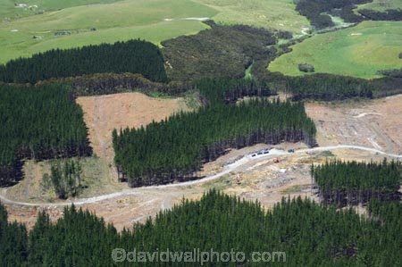 aerial;aerials;far-north;forest;forestry;industry;new-zealand;north-is.;north-island;northland;pine;pine-forest;pines;punus-radiata;rural