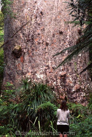 botany;bush;flora;foiliage;forests;native;timber;trees;wood