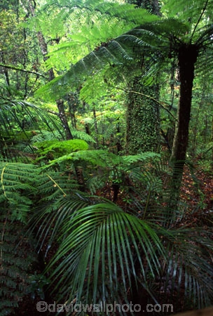 black-tree-fern;botany;bush;fern;ferns;flora;foiliage;forests;mamaku;native;timber;trees;wood