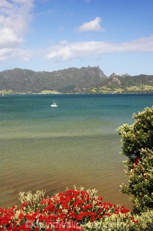 aqua;coast;coastal;coastline;color;colour;estuary;green;harbor;harbors;harbour;harbours;new-zealand;north-is.;north-island;Northland;pohutukawa;pohutukawas;sea;tidal;tide;tides;tree;trees;water;Whangarei-Harbour