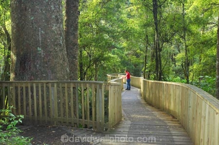 A.H.-Reed-Memorial-Kauri-Park;aerial-walkway;beautiful;beauty;boardwalk;boardwalks;bridge;bridges;bush;canopy-walk;endemic;fern;ferns;flora;footbridge;footbridges;forest;forestry;forests;green;kauri;kauris;lush;native;native-bush;natives;natural;nature;new-zealand;north-is.;north-island;Northland;outdoor;outdoors;rain-forest;rain-forests;rain_forest;rain_forests;rainforest;rainforests;scene;scenic;timber;tree;tree-trunk;tree-trunks;trees;trunk;trunks;undergrowth;walkway;Whangarei;wood;woods