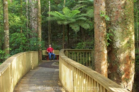A.H.-Reed-Memorial-Kauri-Park;aerial-walkway;beautiful;beauty;boardwalk;boardwalks;bridge;bridges;bush;canopy-walk;endemic;fern;ferns;flora;footbridge;footbridges;forest;forestry;forests;green;kauri;kauris;lush;native;native-bush;natives;natural;nature;new-zealand;north-is.;north-island;Northland;outdoor;outdoors;rain-forest;rain-forests;rain_forest;rain_forests;rainforest;rainforests;scene;scenic;timber;tree;tree-trunk;tree-trunks;trees;trunk;trunks;undergrowth;walkway;Whangarei;wood;woods