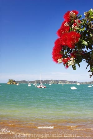Bay-of-Islands;beach;beaches;crimson;flower;flowers;icon;icons;leaf;leaves;Metrosideros-excelsa;native;nature;new-zealand;North-Auckland;north-is.;north-island;Northland;Paihia;Pohutukawa;pohutukawas;red;shore;shoreline;summer;symbol;symbols