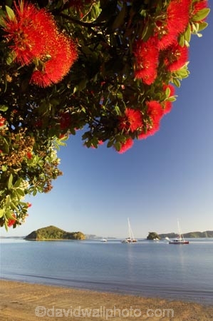 Bay-of-Islands;beach;beaches;boat;boats;crimson;flower;flowers;icon;icons;island;islands;leaf;leaves;Metrosideros-excelsa;native;nature;new-zealand;North-Auckland;north-is.;north-island;Northland;Paihia;Pohutukawa;pohutukawas;red;shore;shoreline;summer;symbol;symbols;tree;trees;yacht;yachts