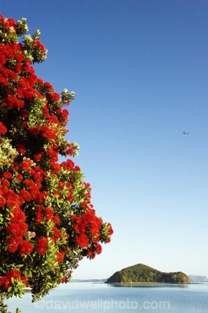 Bay-of-Islands;beach;beaches;crimson;flower;flowers;icon;icons;island;islands;leaf;leaves;Metrosideros-excelsa;native;nature;new-zealand;North-Auckland;north-is.;north-island;Northland;Paihia;Pohutukawa;pohutukawas;red;shore;shoreline;summer;symbol;symbols;tree;trees