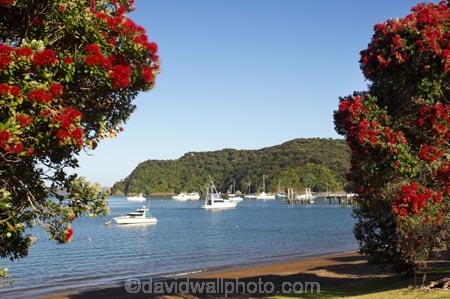 Bay-of-Islands;beach;beaches;boat;boats;crimson;flower;flowers;icon;icons;leaf;leaves;Metrosideros-excelsa;native;nature;new-zealand;north-is.;north-island;Northland;Paihia;Pohutukawa;pohutukawas;red;russell;shore;shoreline;summer;symbol;symbols;tree;trees;yacht;yachts