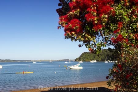 Bay-of-Islands;beach;beaches;boat;boats;crimson;flower;flowers;icon;icons;leaf;leaves;Metrosideros-excelsa;native;nature;new-zealand;north-is.;north-island;Northland;Paihia;Pohutukawa;pohutukawas;red;russell;shore;shoreline;summer;symbol;symbols;tree;trees;yacht;yachts