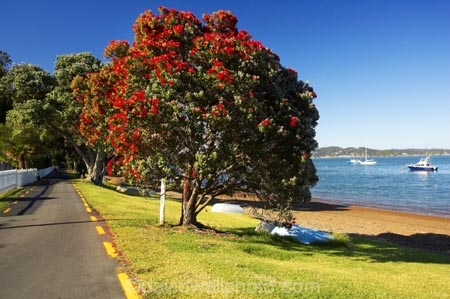 Bay-of-Islands;beach;beaches;boat;boats;crimson;flower;flowers;icon;icons;leaf;leaves;Metrosideros-excelsa;native;nature;new-zealand;north-is.;north-island;Northland;Paihia;Pohutukawa;pohutukawas;red;russell;shore;shoreline;summer;symbol;symbols;tree;trees;yacht;yachts