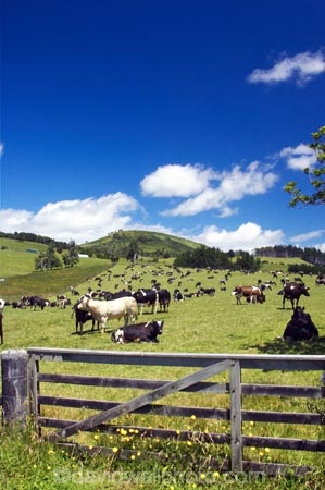 agricultural;agriculture;country;countryside;cow;cows;crop;crops;dairy;dairy-cow;dairy-cows;dairy-farm;dairy-farms;farm;farming;farmland;farms;field;fields;gate;gates;gateway;gateways;hokianga;horticulture;kaikohe;meadow;meadows;new-zealand;north-is.;north-island;northland;paddock;paddocks;pasture;pastures;rural