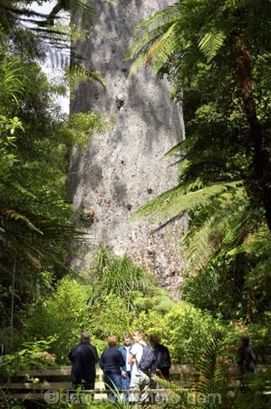 ancient;big;biggest;black-tree-fern;botany;bush;enormous;fern;ferns;flora;foiliage;forest;forests;giant;gigantic;huge;kauri;kauri-tree;kauri-trees;kauris;large;largest;mamaku;native;native-bush;native-forest;new-zealand;north-is.;north-island;Northland;old;ponga;punga;Tane-Mahuta;timber;tourism;tourist;tourists;tree;trees;very-old;Waipoua-Forest;waipoua-kauri-forest;wood