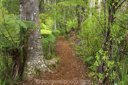beautiful;beauty;bush;doc;endemic;fern;ferns;forest;forests;green;hiking-track;hiking-tracks;lush;native;native-bush;native-forest;natives;natural;nature;New-Zealand;north-is.;north-island;northland;rain-forest;rain-forests;rain_forest;rain_forests;rainforest;rainforests;ricker-track;rickers-track;scene;scenic;timber;tracks;tree;tree-trunk;tree-trunks;trees;trunk;trunks;verdant;waipoua-kauri-forest;walking-track;walking-tracks;wood;woods