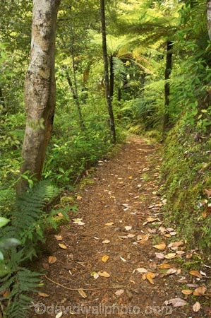 beautiful;beauty;bush;doc;endemic;fern;ferns;forest;forests;green;hiking-track;hiking-tracks;lush;native;native-bush;native-forest;natives;natural;nature;New-Zealand;north-is.;north-island;northland;rain-forest;rain-forests;rain_forest;rain_forests;rainforest;rainforests;ricker-track;rickers-track;scene;scenic;timber;tracks;tree;tree-trunk;tree-trunks;trees;trunk;trunks;verdant;waipoua-kauri-forest;walking-track;walking-tracks;wood;woods