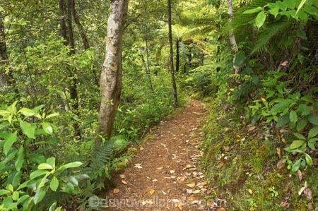 beautiful;beauty;bush;doc;endemic;fern;ferns;forest;forests;green;hiking-track;hiking-tracks;lush;native;native-bush;native-forest;natives;natural;nature;New-Zealand;north-is.;north-island;northland;rain-forest;rain-forests;rain_forest;rain_forests;rainforest;rainforests;ricker-track;rickers-track;scene;scenic;timber;tracks;tree;tree-trunk;tree-trunks;trees;trunk;trunks;verdant;waipoua-kauri-forest;walking-track;walking-tracks;wood;woods