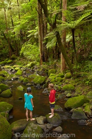A.H.-Reed-Memorial-Kauri-Park;A.H.-Reed-Memorial-Park;beautiful;beauty;boy;boys;brook;brooks;brother;brothers;bush;child;children;creek;creeks;cyathea;endemic;fern;ferns;flora;flow;forest;forestry;forests;frond;fronds;girl;girls;green;Kauri-Forest;Kauri-Forests;kid;kids;little-boy;little-boys;little-girl;little-girls;lush;N.I.;N.Z.;native;native-bush;natives;natural;nature;New-Zealand;NI;North-Is;North-Is.;North-Island;Northland;NZ;outdoor;outdoors;people;person;plant;plants;ponga;pongas;punga;pungas;rain-forest;rain-forests;rain_forest;rain_forests;rainforest;rainforests;scene;scenic;sibling;siblings;sister;sisters;stream;streams;tourism;tourist;tourists;tree;tree-fern;tree-ferns;tree-trunk;tree-trunks;trees;trunk;trunks;undergrowth;Waikoromiko-Stream;water;watercourse;wet;Whangarei;wood;woods