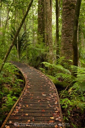 beautiful;beauty;boardwalk;boardwalks;bush;endemic;forest;forest-reserve;forests;green;hiking-track;hiking-tracks;Kauri-Coast;kauri-forest;kauri-forests;Kauri-Tree;Kauri-Trees;lush;N.I.;N.Z.;native;native-bush;natives;natural;nature;New-Zealand;NI;North-Is;North-Is.;North-Island;Northland;NZ;rain-forest;rain-forests;rain_forest;rain_forests;rainforest;rainforests;scene;scenic;timber;track;tracks;tree;tree-trunk;tree-trunks;trees;Trounson-Kauri-forest;Trounson-Kauri-Park;Trounson-Park;trunk;trunks;walking-track;walking-tracks;wood;woods