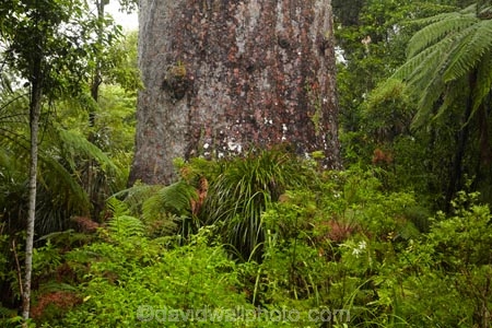 2000-year-old-kauri-tree;beautiful;beauty;bg-kauri;bg-kauris;big-tree;big-trees;bush;endemic;forest;forests;giant-2000-year-old-kauri-tree;giant-kauri;giant-kauris;giant-tree;giant-trees;green;kauri;Kauri-Coast;kauri-forest;kauri-forests;kauri-tree;kauri-trees;kauris;Lord-of-the-Forest;lush;N.I.;N.Z.;native;native-bush;natives;natural;nature;New-Zealand;NI;North-Is;North-Is.;North-Island;Northland;NZ;rain-forest;rain-forests;rain_forest;rain_forests;rainforest;rainforests;scene;scenic;Tane-Mahuta;Tane-Mahuta-Kauri-Tree;timber;tree;tree-trunk;tree-trunks;trees;trunk;trunks;Waipoua;Waipoua-Forest;Waipoua-Kauri-forest;wood;woods