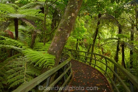beautiful;beauty;boardwalk;boardwalks;bush;cyathea;endemic;fern;ferns;footpath;footpaths;forest;forest-reserve;forest-track;forest-tracks;forests;frond;fronds;green;hiking-track;hiking-tracks;kauri-forest;kauri-forests;Kauri-Tree;Kauri-Trees;Kerikeri;lush;Manginangina;Manginangina-Kauri-Walk;Manginangina-Walk;N.I.;N.Z.;native;native-bush;natives;natural;nature;New-Zealand;NI;North-Is;North-Is.;North-Island;Northland;NZ;path;paths;plant;plants;ponga;pongas;Puketi-Forest;punga;pungas;rain-forest;rain-forests;rain_forest;rain_forests;rainforest;rainforests;scene;scenic;timber;track;tracks;tree;tree-fern;tree-ferns;tree-trunk;tree-trunks;trees;trunk;trunks;walking-track;walking-tracks;wood;woods