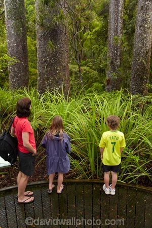 beautiful;beauty;boardwalk;boardwalks;boy;boys;brother;brothers;bush;child;children;endemic;families;family;footpath;footpaths;forest;forest-reserve;forest-track;forest-tracks;forests;girl;girls;green;hiking-track;hiking-tracks;kauri-forest;kauri-forests;Kauri-Tree;Kauri-Trees;Kerikeri;kid;kids;little-boy;little-girl;lush;Manginangina;Manginangina-Kauri-Walk;Manginangina-Walk;mother;mothers;N.I.;N.Z.;native;native-bush;natives;natural;nature;New-Zealand;NI;North-Is;North-Is.;North-Island;Northland;NZ;path;paths;people;person;Puketi-Forest;rain-forest;rain-forests;rain_forest;rain_forests;rainforest;rainforests;scene;scenic;sibbling;sibblings;sister;sisters;small-boys;small-girls;timber;tourism;tourist;tourists;track;tracks;tree;tree-trunk;tree-trunks;trees;trunk;trunks;walking-track;walking-tracks;wood;woods