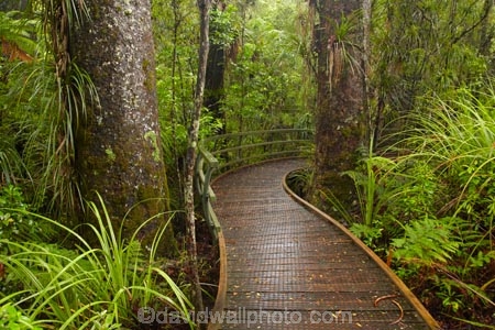 beautiful;beauty;boardwalk;boardwalks;bush;endemic;footpath;footpaths;forest;forest-reserve;forest-track;forest-tracks;forests;green;hiking-track;hiking-tracks;kauri-forest;kauri-forests;Kauri-Tree;Kauri-Trees;Kerikeri;lush;Manginangina;Manginangina-Kauri-Walk;Manginangina-Walk;N.I.;N.Z.;native;native-bush;natives;natural;nature;New-Zealand;NI;North-Is;North-Is.;North-Island;Northland;NZ;path;paths;Puketi-Forest;rain-forest;rain-forests;rain_forest;rain_forests;rainforest;rainforests;scene;scenic;timber;track;tracks;tree;tree-trunk;tree-trunks;trees;trunk;trunks;walking-track;walking-tracks;wood;woods