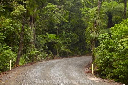 beautiful;beauty;bend;bends;bush;corner;corners;countryside;curve;curves;cyathea;endemic;fern;ferns;forest;forests;frond;fronds;gravel-road;gravel-roads;green;Kauri-Forest;Kauri-Forests;Kerikeri;metal-road;metal-roads;metalled-road;metalled-roads;N.I.;N.Z.;native;native-bush;natives;natural;nature;New-Zealand;NI;North-Is;North-Is.;North-Island;Northland;NZ;plant;plants;ponga;pongas;Puketi-Forest;punga;pungas;rain-forest;rain-forests;rain_forest;rain_forests;rainforest;rainforests;road;roads;rural;scene;scenic;timber;tree;tree-fern;tree-ferns;trees;wood;woods