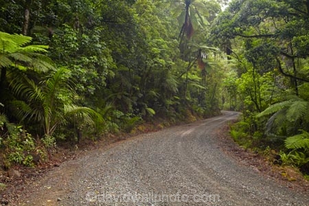beautiful;beauty;bend;bends;bush;corner;corners;countryside;curve;curves;cyathea;endemic;fern;ferns;forest;forests;frond;fronds;gravel-road;gravel-roads;green;Kauri-Forest;Kauri-Forests;Kerikeri;metal-road;metal-roads;metalled-road;metalled-roads;N.I.;N.Z.;native;native-bush;natives;natural;nature;New-Zealand;NI;North-Is;North-Is.;North-Island;Northland;NZ;plant;plants;ponga;pongas;Puketi-Forest;punga;pungas;rain-forest;rain-forests;rain_forest;rain_forests;rainforest;rainforests;road;roads;rural;scene;scenic;timber;tree;tree-fern;tree-ferns;trees;wood;woods