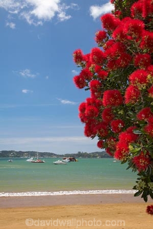 Bay-of-Is;Bay-of-Islands;beach;beaches;coast;coastal;coastline;crimson;flower;flowers;icon;icons;metrosideros-excelsa;N.I.;N.Z.;native;native-plant;native-plants;nature;new-zealand;NI;North-Auckland;North-Is;north-is.;north-island;Northland;NZ;Paihia;plant;plants;pohutakawa;pohutakawas;Pohutukawa;pohutukawa-flower;pohutukawa-flowers;pohutukawa-tree;pohutukawa-trees;pohutukawas;red;sand;sandy;shore;shoreline;summer;symbol;symbols;tree;trees