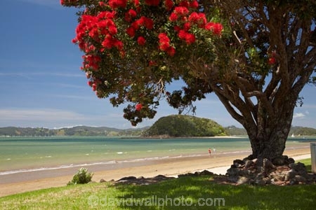 Pohutukawa tree and beach, Paihia, Bay of Islands, Northland, North