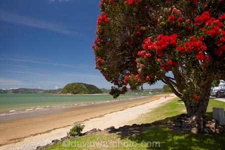 Bay-of-Is;Bay-of-Islands;beach;beaches;coast;coastal;coastline;crimson;flower;flowers;icon;icons;metrosideros-excelsa;Motuarahi-Is;Motuarahi-Island;N.I.;N.Z.;native;native-plant;native-plants;nature;new-zealand;NI;North-Auckland;North-Is;north-is.;north-island;Northland;NZ;Paihia;plant;plants;pohutakawa;pohutakawas;Pohutukawa;pohutukawa-flower;pohutukawa-flowers;pohutukawa-tree;pohutukawa-trees;pohutukawas;red;sand;sandy;shore;shoreline;summer;symbol;symbols;tree;trees